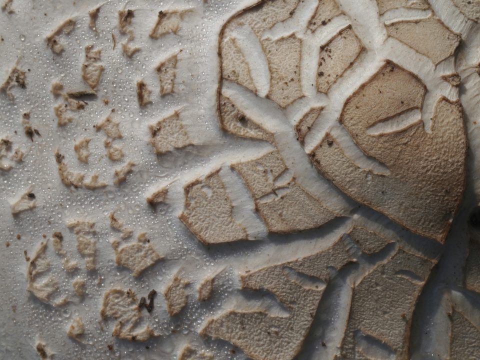 Detalle de un esmalte claro cuarteado sobre el barro.